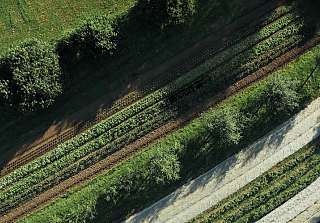 Vue aérienne d'un système agroforestier avec des rangées alternées d'arbres et de cultures dans le cadre du programme de soutien myclimate
