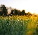 Herbe au lever du soleil doré