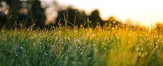 Herbe au lever du soleil doré