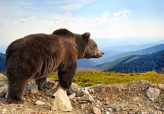 Baer Berge Baerenland Arosa