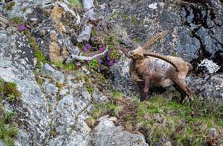 Steinbock Sommer