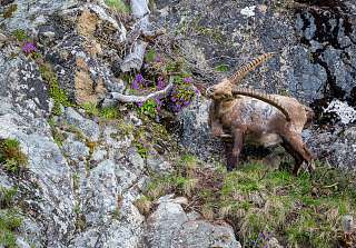 Wandern Pontresina Nicholas Iliano  s 3